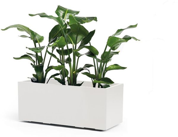 Pflanzkasten GREENER KEBE 100 cm weiß – doppelwandiger Pflanzkasten mit Wasserreservoir und Rollen UV- und temperaturbeständig nachhaltig recycelbar