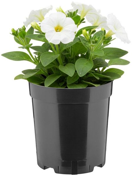 Garronda Blumentopf rund hoch Kunststoff mit Drainagelöchern Pflanztopf für GD-0203 (1 St)