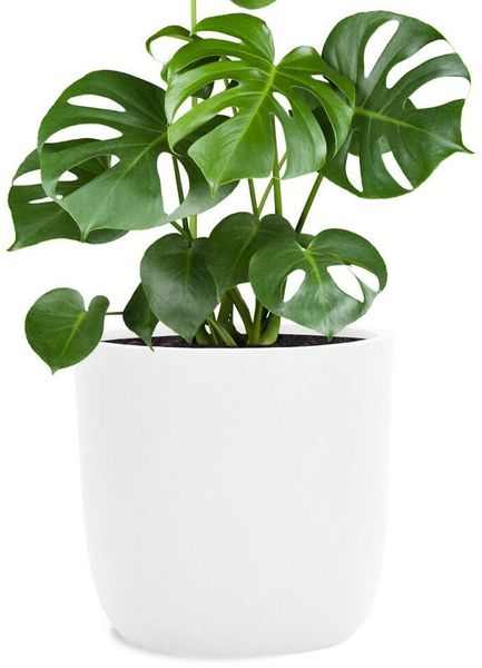Pflanzwerk® Pflanzkübel CUP Premium Fiberglas Blumenkübel Frostbeständig mit Lotus-Effekt, Lotus-Effekt - Handgefertigt - Rund - Frostbeständig
