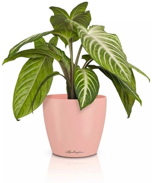 Lechuza® Übertopf Classico Color 14 DECO magnolie