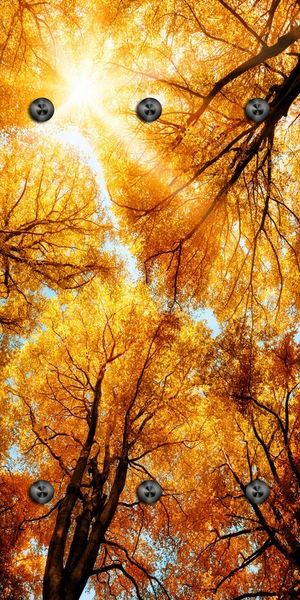 queence Wandgarderobe Herbst Sonnenaufgang im Wald (1 St), Wandpaneel aus Acrylglas inkl. 6 Edelstahlhaken in schwarz matt