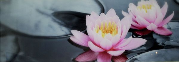 Glasbild 95x33cm Wandbild Bild Wasserrose 11219