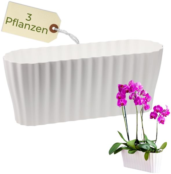 GarPet Blumentopf Orchideentopf Blumen Kasten Übertopf für mehrere Pflanzen durchsichtig