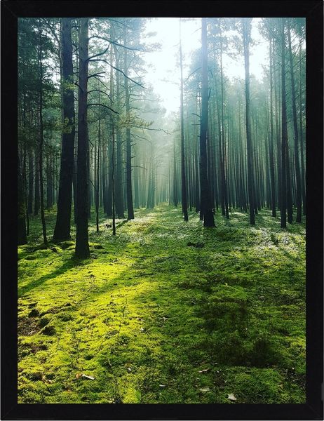 Dekoria Wandbild Green Forest 30x40cm
