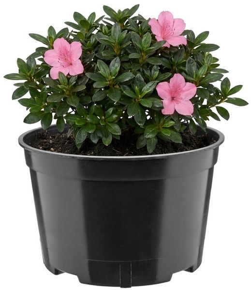 Garronda Blumentopf rund Kunststoff mit Drainagelöchern für Garten GD-0202 (1 St)