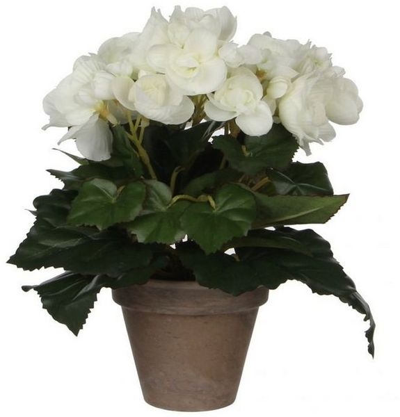 Mica Begonia im Topf weiß, 25 x 20 cm