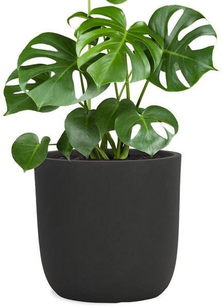 Pflanzwerk® Pflanzkübel CUP Premium Fiberglas Blumenkübel Frostbeständig mit Lotus-Effekt, Lotus-Effekt - Handgefertigt - Rund - Frostbeständig