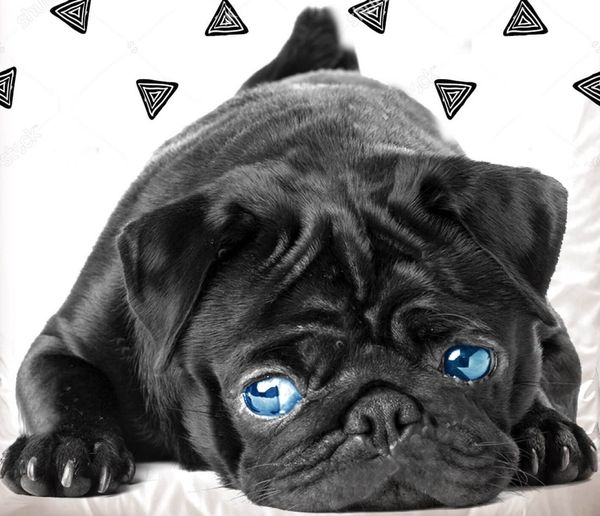 Carbotex Bettwäsche Hunde Bettwäsche-Set mit Mops-motiv, 135x200 & 80x80, Baumwolle, 100% Baumwolle Bild 2