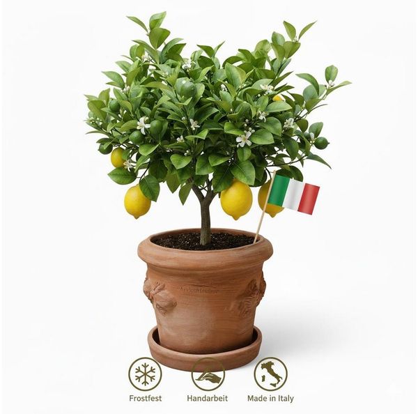 Terrakotta Blumenkübel Limoni Toscana 30 mit Teller