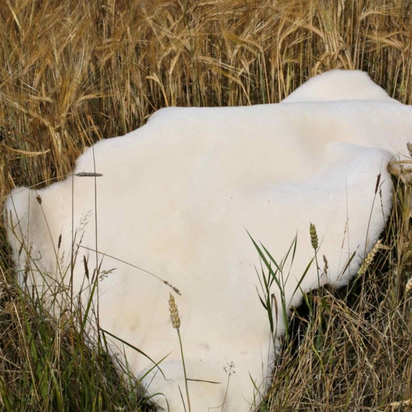 Lammfell Champagner Kurzhaar Wollhöhe 3-4 cm Größe: 100-110 Bild 4