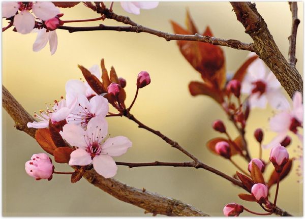 Wallario Teppich Frühlingsgefühle I - Kirschblüten in Nahaufnahme, rechteckig, rutschfest