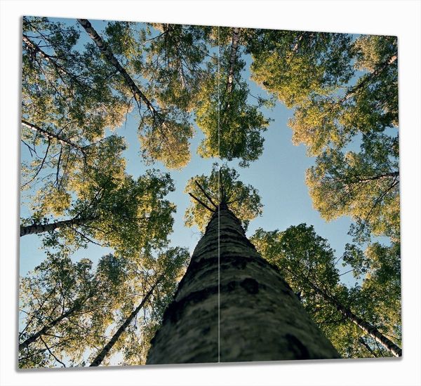 Wallario Herd-Abdeckplatte Birkenwald von unten betrachtet, ESG-Sicherheitsglas, (Glasplatte, 2 tlg, inkl. 5mm Noppen), verschiedene Größen