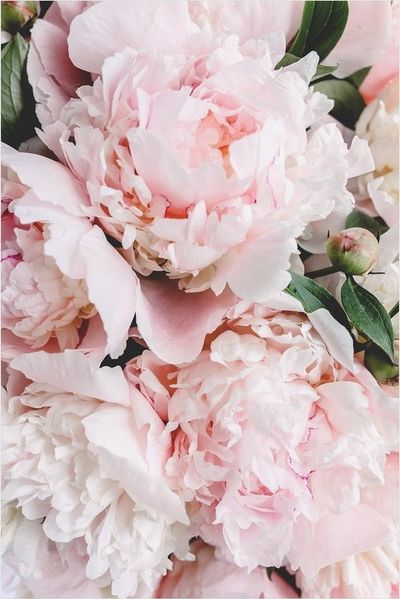 Bilderdepot24 Teppich Vinyl Wohnzimmer Schlafzimmer Flur Küche Blumen Landhaus, rechteckig - rosa glatt, nass wischbar (Küche, Tierhaare) - Saugroboter & Bodenheizung geeignet