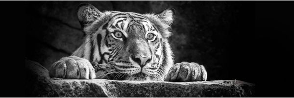 Deco-Panel Bild - Tigerkopf 90 x 29 cm