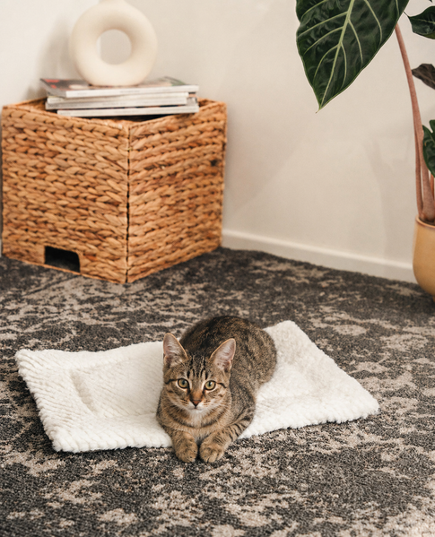 lionto Katzen-Wendedecke, flauschige, wendbare Decke für Sofa, Körbchen & Fensterbrett, pflegeleicht & robust, 50x35 cm