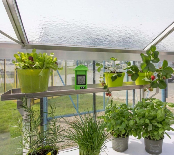 ACD Glas Gewächshaus R210H-Alu | Silber | Bild 7