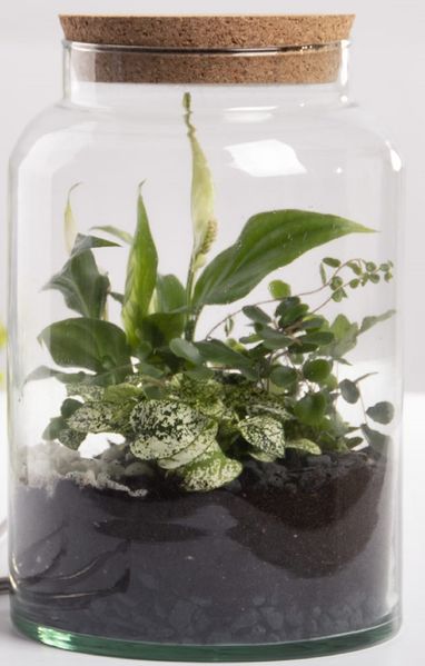 Halboffene 7L Terrarium Flasche aus Glas mit Korkverschluss