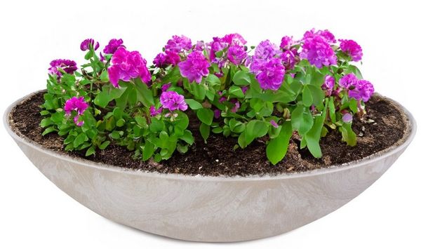 matches21 HOME & HOBBY Blumentopf Flache Pflanzschale für draussen Dekoschale rund beige sand 45 cm (1 St), Blumen-Schale als wetterfeste Friedhof-Schale Grab-Schmuck Grabschale