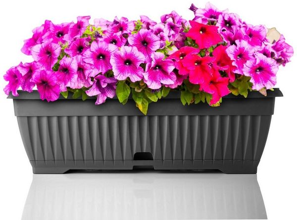 BigDean Blumenkasten mit abnehmbarem Untersetzer - Anthrazit 50 cm lang aus bruchsicherem Kunststoff - Balkonkasten Pflanzkasten mit Wasserspeicher für Innen- & Außenbereich geeignet - Made in Europe