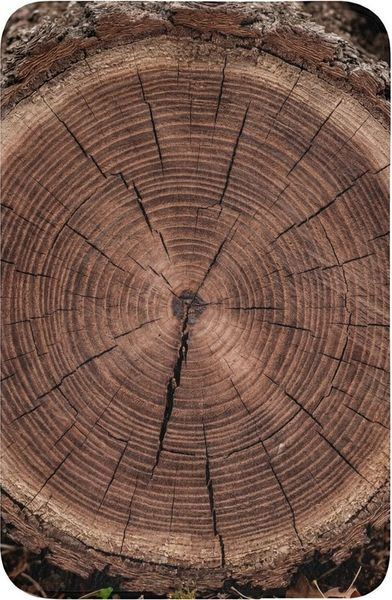 OnlyWow WC-Vorleger Baum - Ringe - Braun, Höhe 10 mm, Polyester, Rechteckig, WC Teppich, Toilettenvorleger, Toilettenteppich, Badematte 60x40 cm