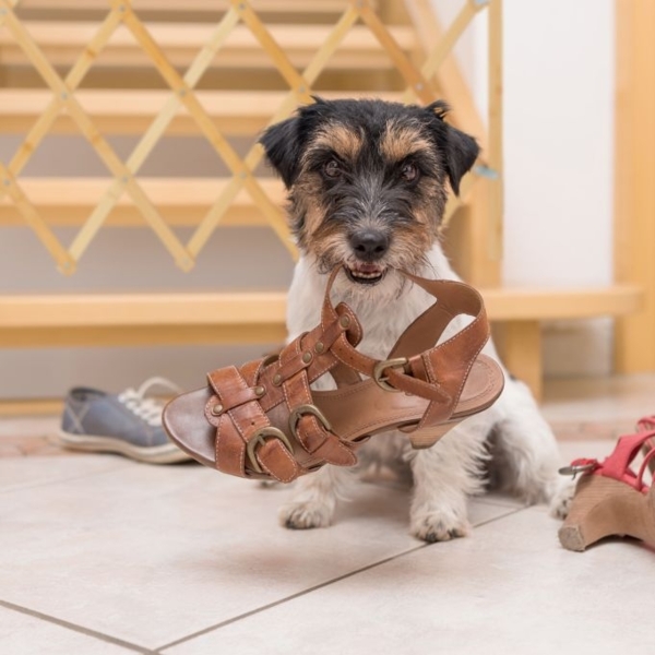 Ausziehbares Hundeabsperrgitter in Natur Bild 5