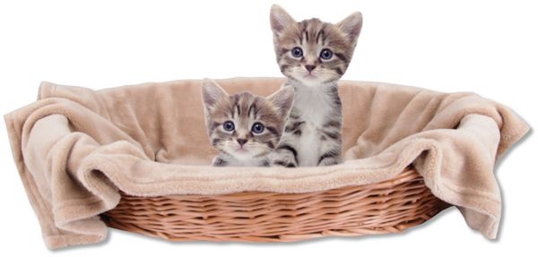 Haustierdecke Katzendecke Kuscheldecke Tierdecke , angenehm und super weich in vielen verschiedenen Farben erhältlich (70x100 cm / beige - hellbraun)