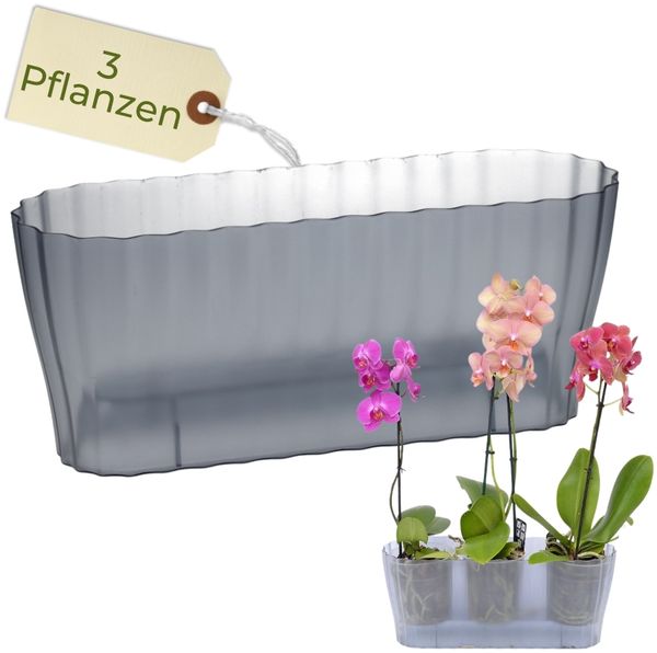 GarPet Blumentopf Orchideentopf Transparent Länglicher Orchideenkasten mit Stufenboden