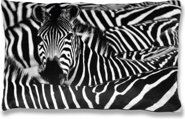 Bestlivings Dekokissen mit Fotodruck ca. 40x60cm, Flauschig weich, in weiteren Motiven verfügbar ( Design: ZEBRA )