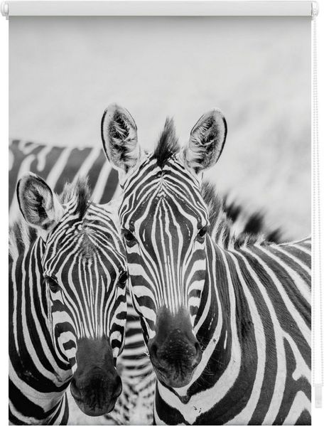 Lichtblick Motiv Rollo 150x120 cm (LxB) Zebra