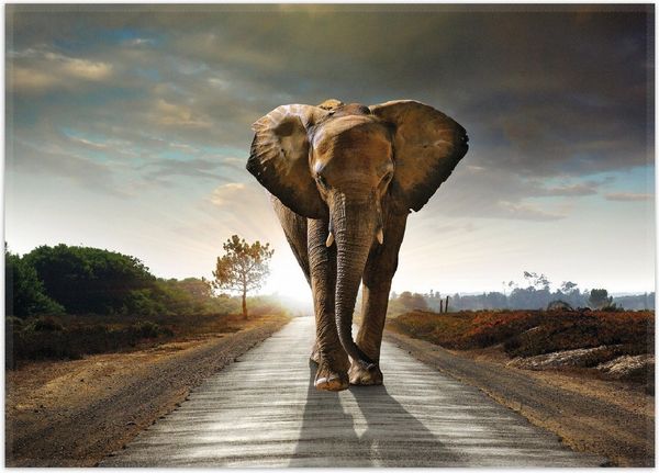 Wallario Teppich Elefant bei Sonnenaufgang in Afrika, rechteckig, rutschfest