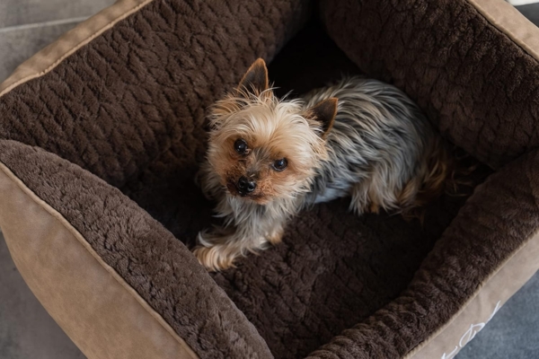 TrendPet Tierbett VitaBed Style Braun - Orthopädisches Hundebett, 100% Polyester, 5cm Matratze aus Memory Foam Bild 4