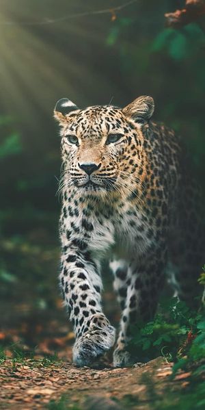 Leopard Badehåndklæde - 100 procent bomuld