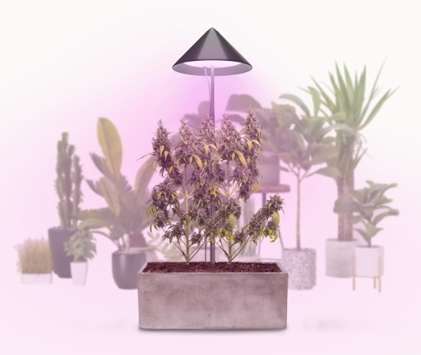 PARUS Pflanzenlampe CANNA, Leuchtmittel für Pflanzen, Teleskopstab 1,7m, Parus by Venso SUNLiTE XL LED Vollspektrum Pflanzenlampe Grau 25W Indo