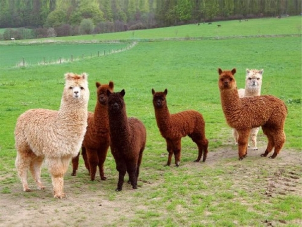 3 D Platzset Alpakas