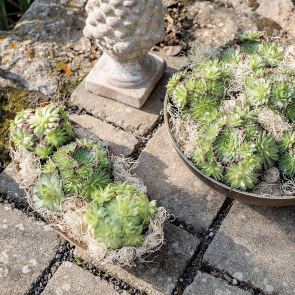 matches21 HOME & HOBBY Blumentopf Pflanzschale für draussen Dekoschale rund Rost-Optik 30x9 cm (1 St), Blumen-Schale als wetterfeste Friedhof-Schale Grab-Schmuck Grabschale Bild 4