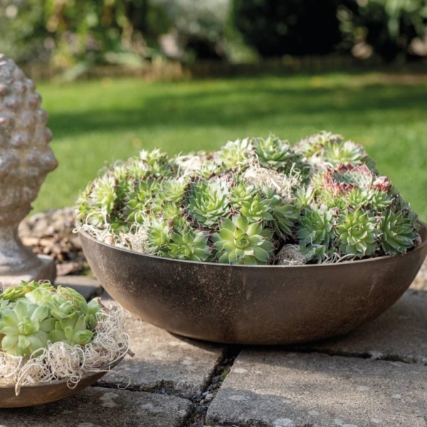 matches21 HOME & HOBBY Blumentopf Pflanzschale für draussen Dekoschale rund Rost-Optik 30x9 cm (1 St), Blumen-Schale als wetterfeste Friedhof-Schale Grab-Schmuck Grabschale Bild 3