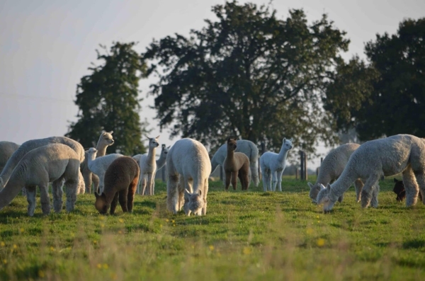 Alpaka Winter Bettdecke, Premium Line, 100% Baby Alpaka Füllung (1615g), Bezugsstoff: 200er Baumwollbatist, Extra warm und kuschelig, 155x200cm, Ideal für Wärmebedürftige von Abolengo de Alpaca Bild 8