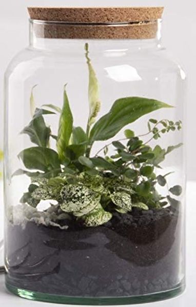 Halboffene 7L Terrarium Flasche aus recyceltem Glas mit Korkverschluss