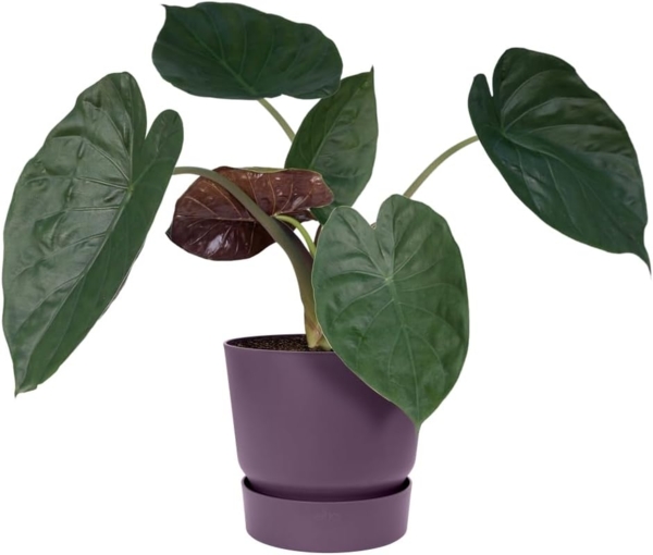 elho Greenville Rund 20 - Blumentopf für Innen und Außen - Selbstbewässerungstopf - 100% recyceltes Plastik - Ø 19.5 x H 18.4 cm - Lila/Vintage Pflaume Bild 3