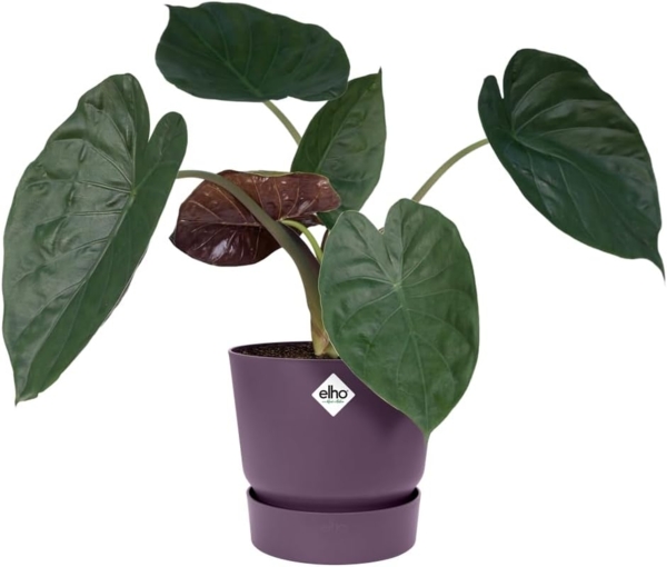 elho Greenville Rund 20 - Blumentopf für Innen und Außen - Selbstbewässerungstopf - 100% recyceltes Plastik - Ø 19.5 x H 18.4 cm - Lila/Vintage Pflaume Bild 6