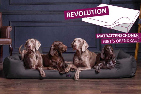 GOOFY EASY CLEAN Orthopädisches Hundebett - 160x110cm, 03 Schwarz Bild 3