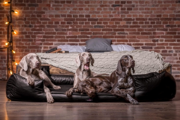 GOOFY EASY CLEAN Orthopädisches Hundebett - 160x110cm, 03 Schwarz Bild 7