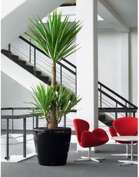 LECHUZA CLASSICO Premium LS 43 schwarz hochglanz 16089 Bild 10