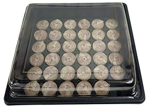 sesua Anzuchttablett Anzuchtset Anzucht Gewächshaus mit 35 Quelltabs Quelltabletten (1 St)