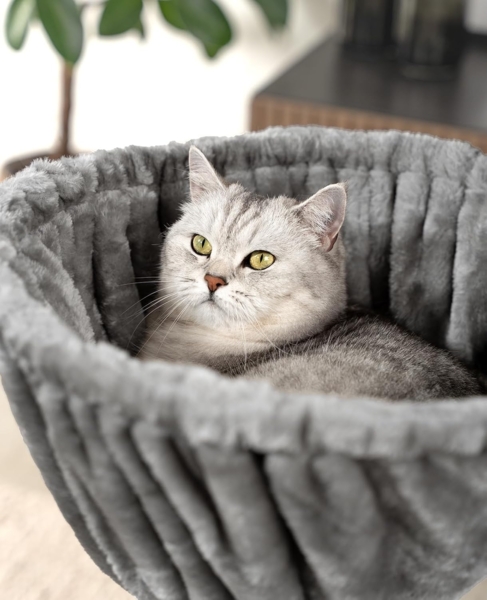 lionto Kratzbaum-Liegemulde lionto Liegemulde für Kratzbäume 40 cm Durchmesser, 15 - 25 cm Tiefe, Plüsch, 40 cm Durchmesser, 25 cm Tiefe, hellgrau Bild 3