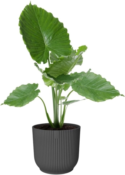 elho Vibes Fold Rund 35 Pflanzentopf - Blumentopf für Innen - 100% recyceltes Plastik - Ø 34.9 x H 32.4 - Schwarz/Anthrazit Bild 9