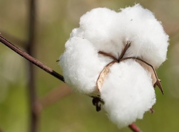 Cotonea Satin-Bettwäsche Linea kbA Größe 135x200+80x80 cm Kissenbezug 003 Weiß/Weiß Bild 4