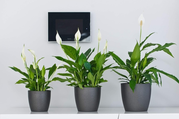 Tymar Blumentopf, 2er-Pack, Pflanzentopf aus Kunststoff, Moderne, matt, Runde Form (Gelb, ø 18 cm) Bild 4