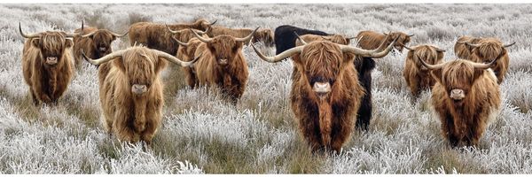Keilrahmenbild Hochlandrinder 140 x 45 cm