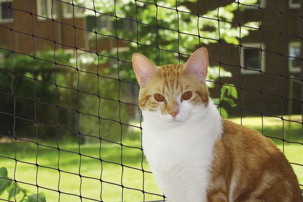Nobby Katzenschutznetz schwarz Größe S 2 x 3 m